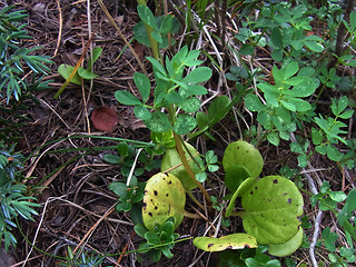 Pyrola rotundifolia