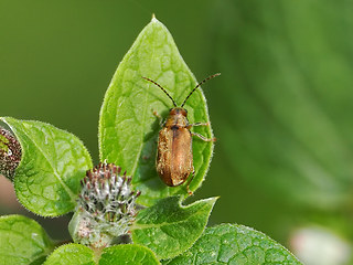 Pyrrhalta viburni