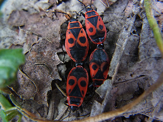 Pyrrhocoris apterus