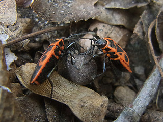 Pyrrhocoris apterus