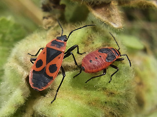 Pyrrhocoris apterus