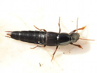 Quedius cf. tristis