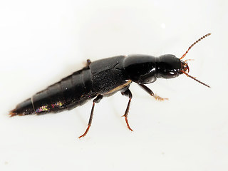 Quedius lateralis