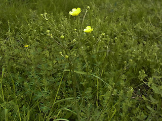 Ranunculus acris