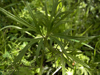 Ranunculus acris