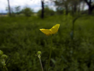 Ranunculus acris