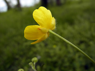 Ranunculus acris