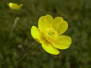 Ranunculus acris