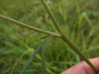 Ranunculus acris