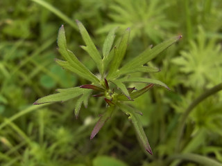 Ranunculus acris