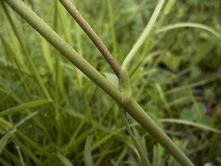 Ranunculus acris