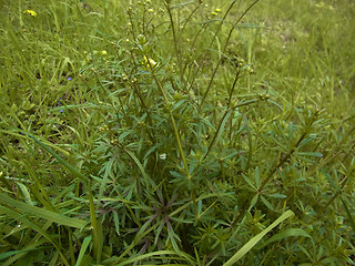 Ranunculus acris