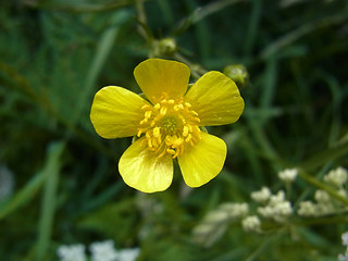 Ranunculus acris