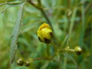 Ranunculus acris