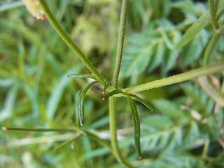 Ranunculus acris