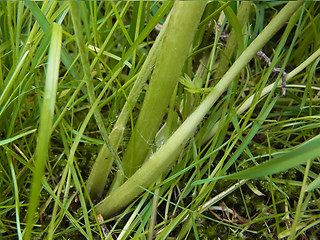 Ranunculus acris