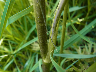 Ranunculus acris