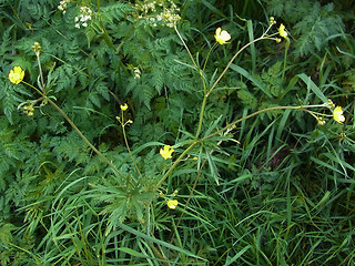 Ranunculus acris