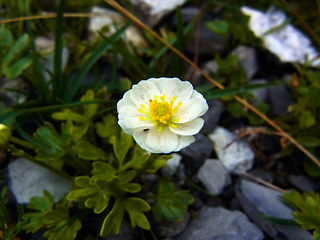 Ranunculus alpestris