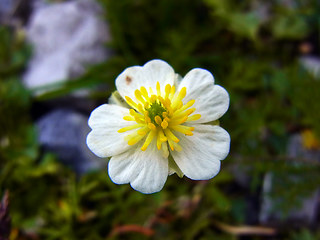 Ranunculus alpestris