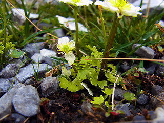 Ranunculus alpestris