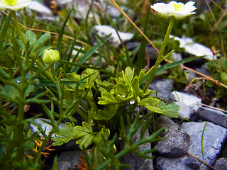 Ranunculus alpestris