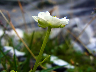 Ranunculus alpestris