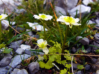 Ranunculus alpestris