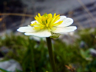 Ranunculus alpestris