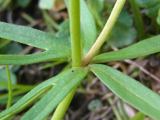 Ranunculus auricomus