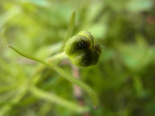 Ranunculus auricomus