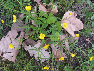 Ranunculus auricomus