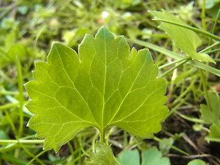 Ranunculus auricomus