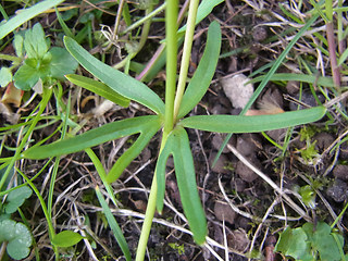 Ranunculus auricomus