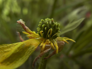 Ranunculus bulbosus