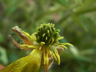 Ranunculus bulbosus