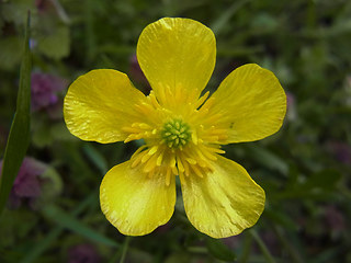 Ranunculus bulbosus