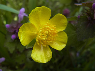 Ranunculus bulbosus