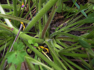 Ranunculus bulbosus