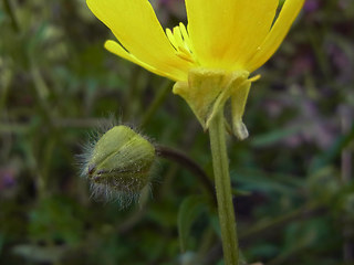 Ranunculus bulbosus