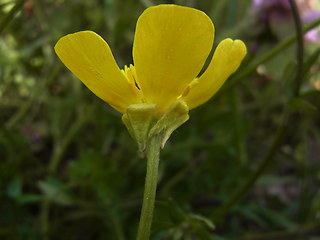 Ranunculus bulbosus