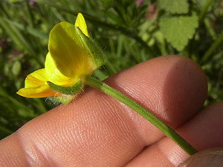 Ranunculus bulbosus