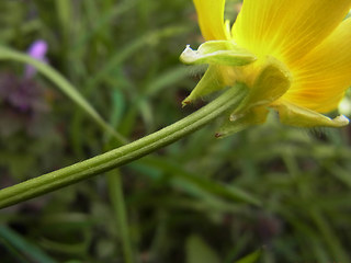 Ranunculus bulbosus