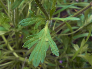 Ranunculus bulbosus