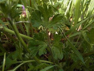 Ranunculus bulbosus