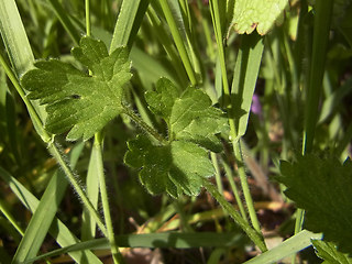 Ranunculus bulbosus