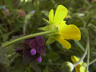 Ranunculus bulbosus