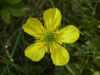 Ranunculus bulbosus