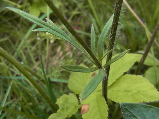 Ranunculus bulbosus