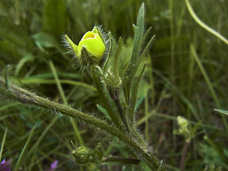 Ranunculus bulbosus